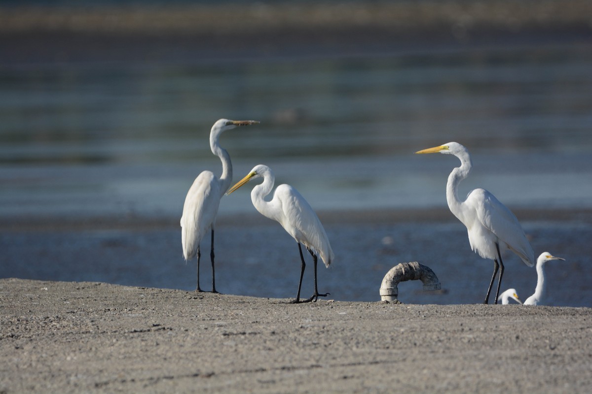 Great Egret - ML423006991