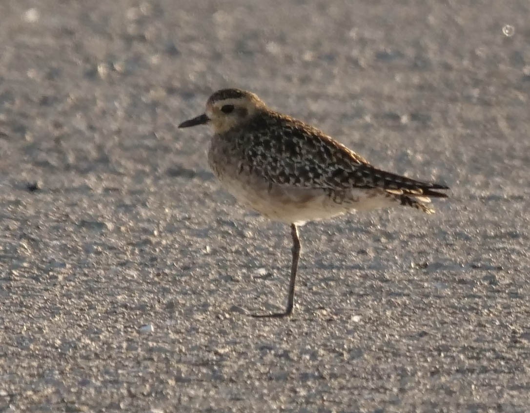 Pacific Golden-Plover - ML423007071