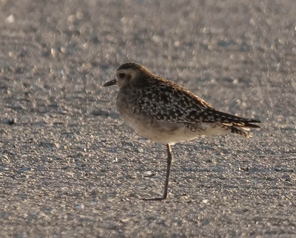 Pacific Golden-Plover - ML423007111