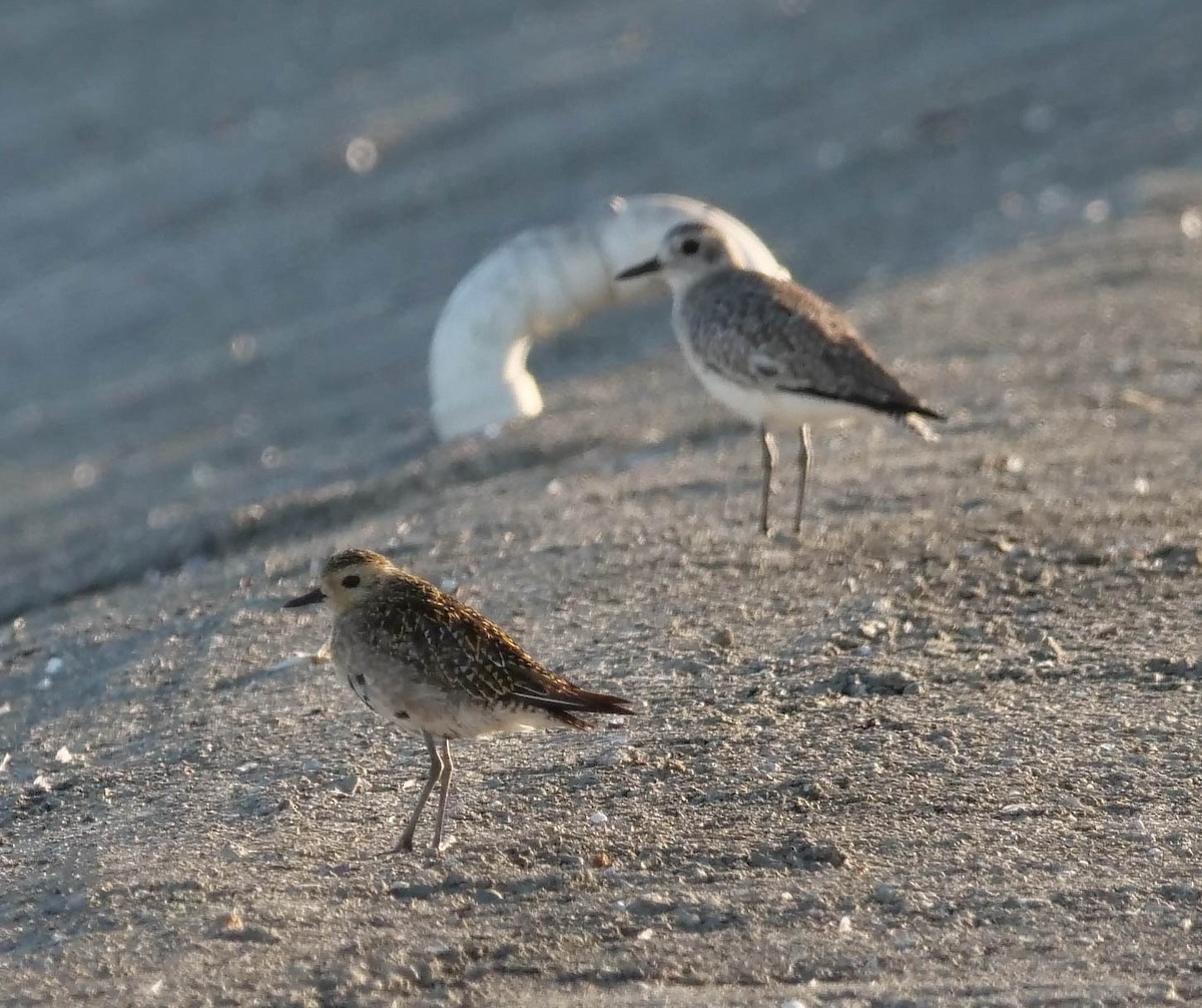 Pacific Golden-Plover - ML423007141