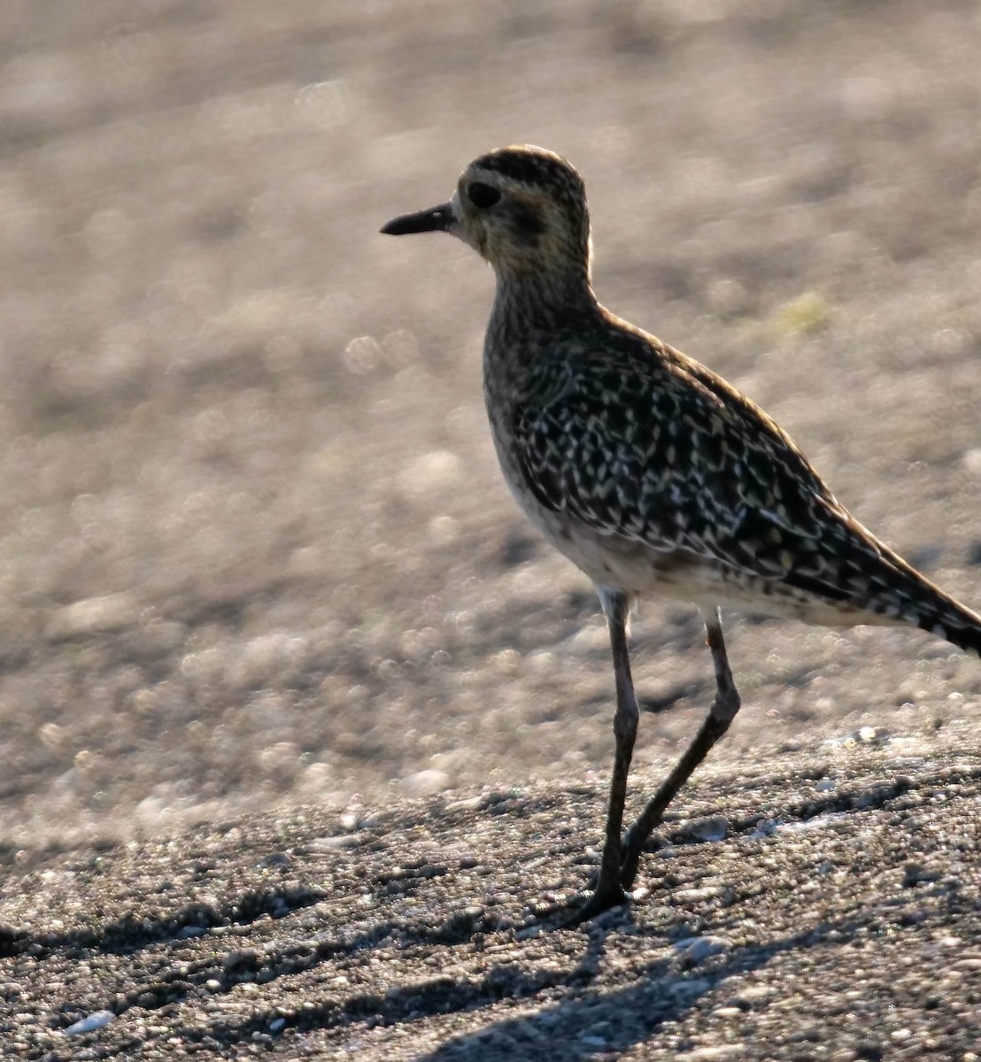 Pacific Golden-Plover - ML423007231