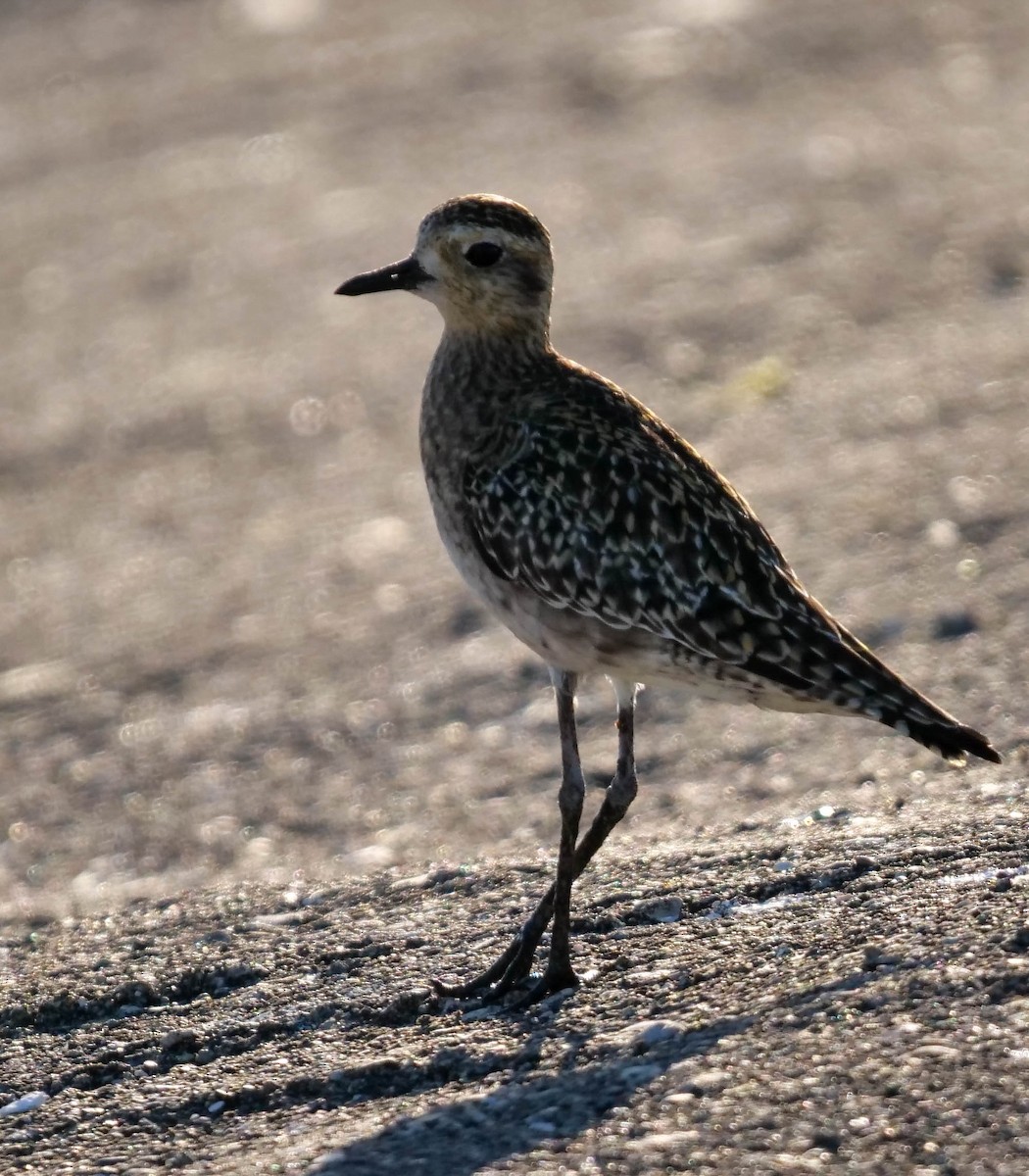 Pacific Golden-Plover - ML423007251