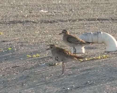 Pacific Golden-Plover - ML423007761