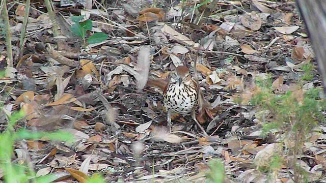 Brown Thrasher - ML423008271