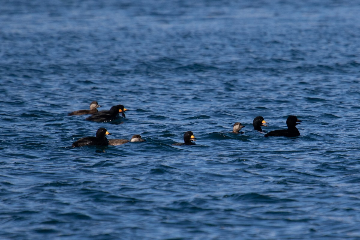 Black Scoter - ML423009321