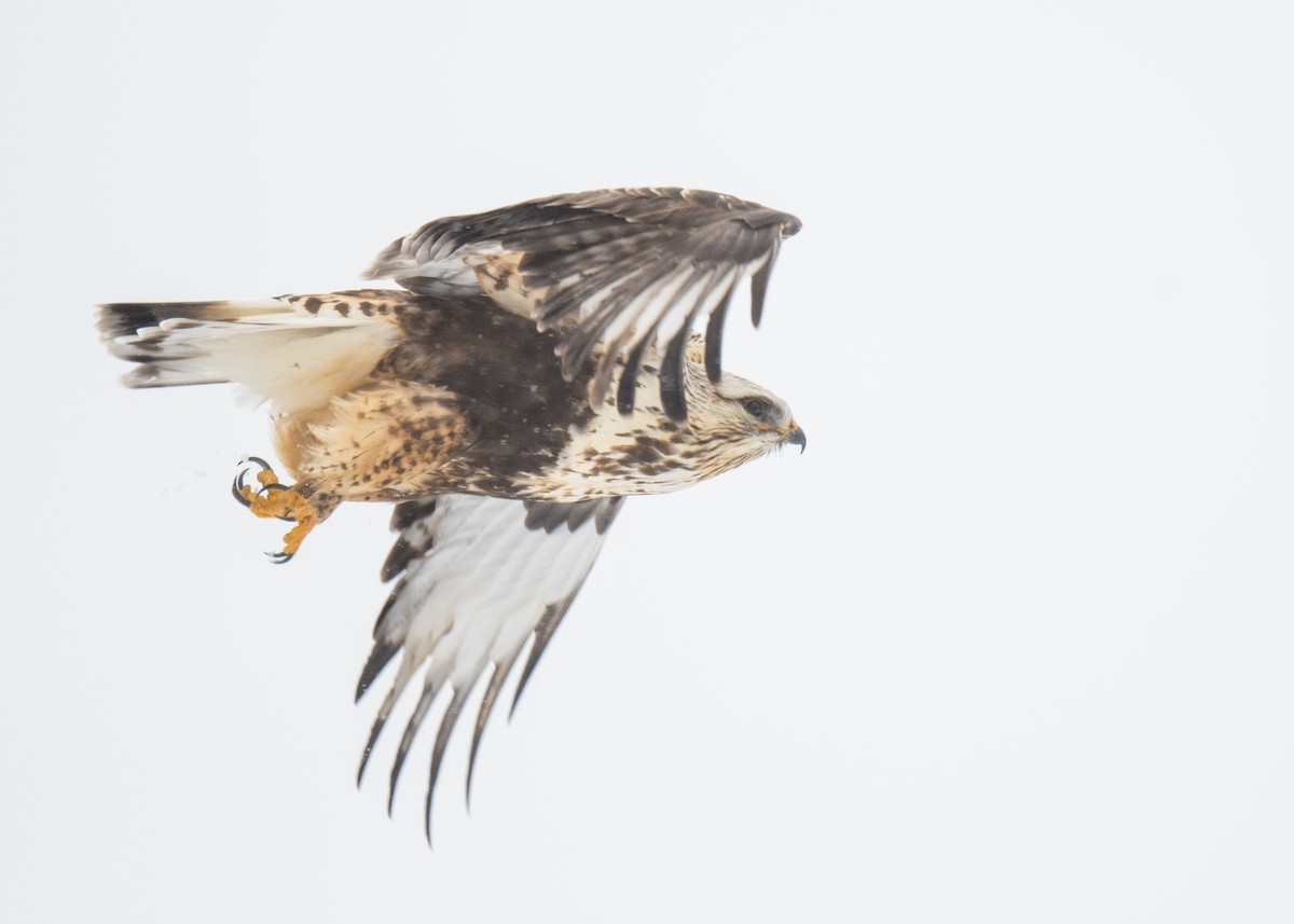 Rough-legged Hawk - Bob Bowhay