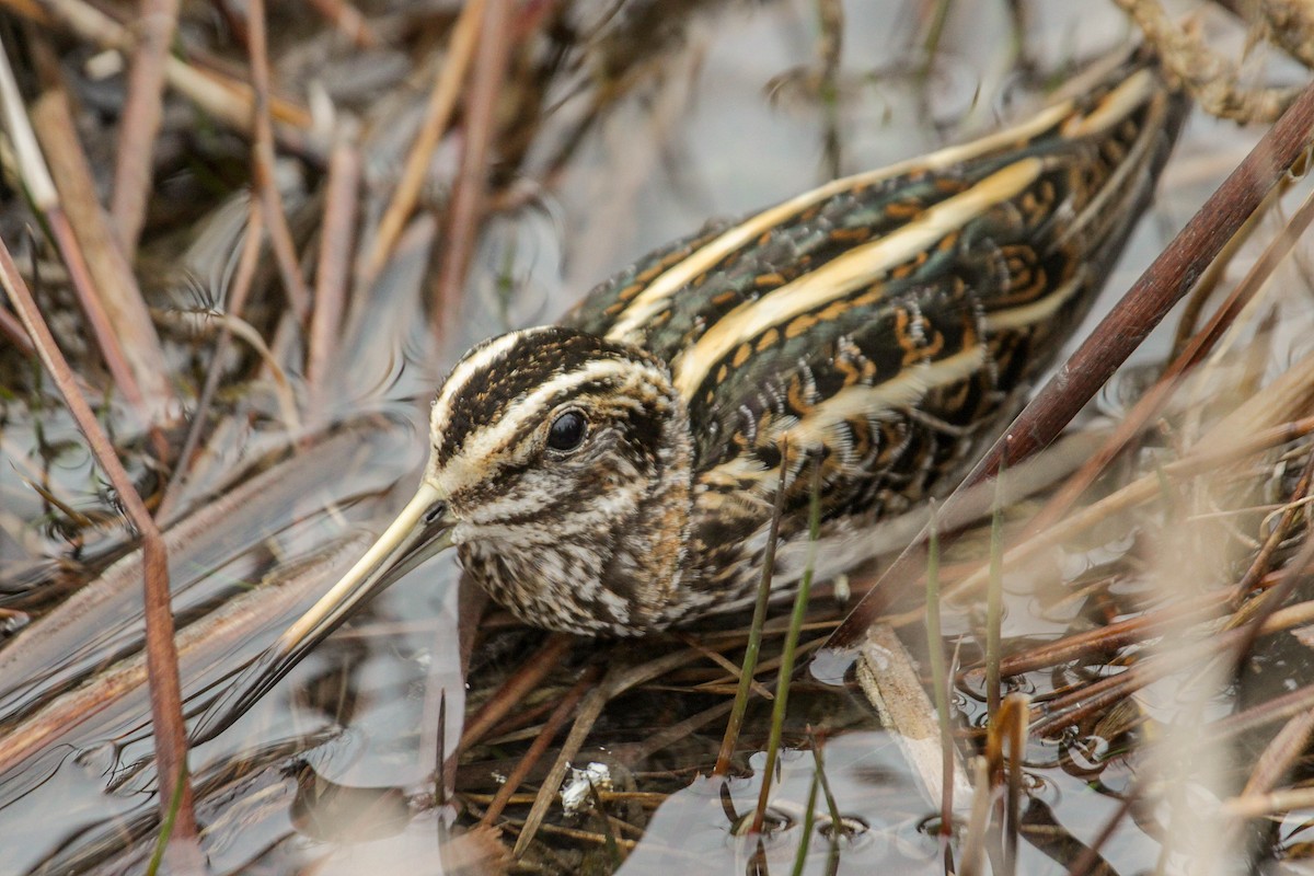 Jack Snipe - ML423010331