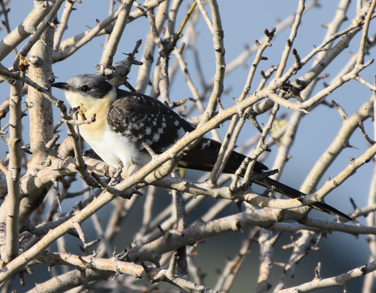 Great Spotted Cuckoo - Uriel Levy