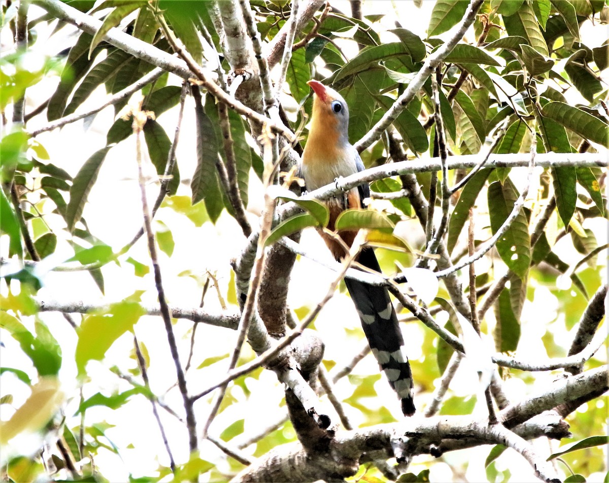 Red-billed Malkoha - ML423011071