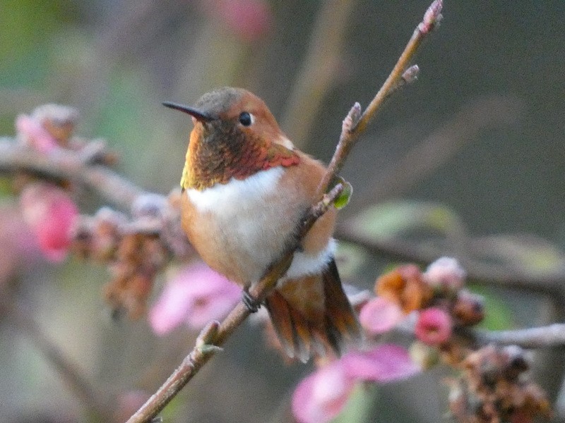 Rufous Hummingbird - ML423012081