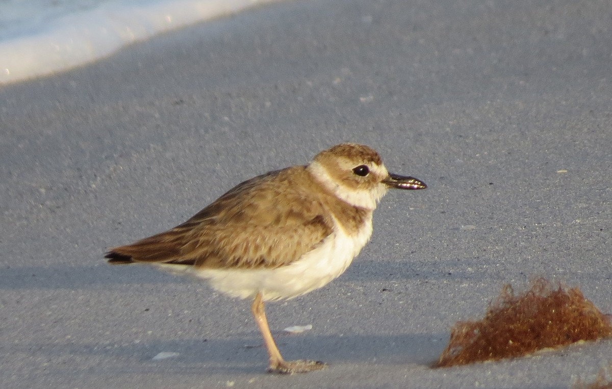 Wilson's Plover - Susan Daughtrey