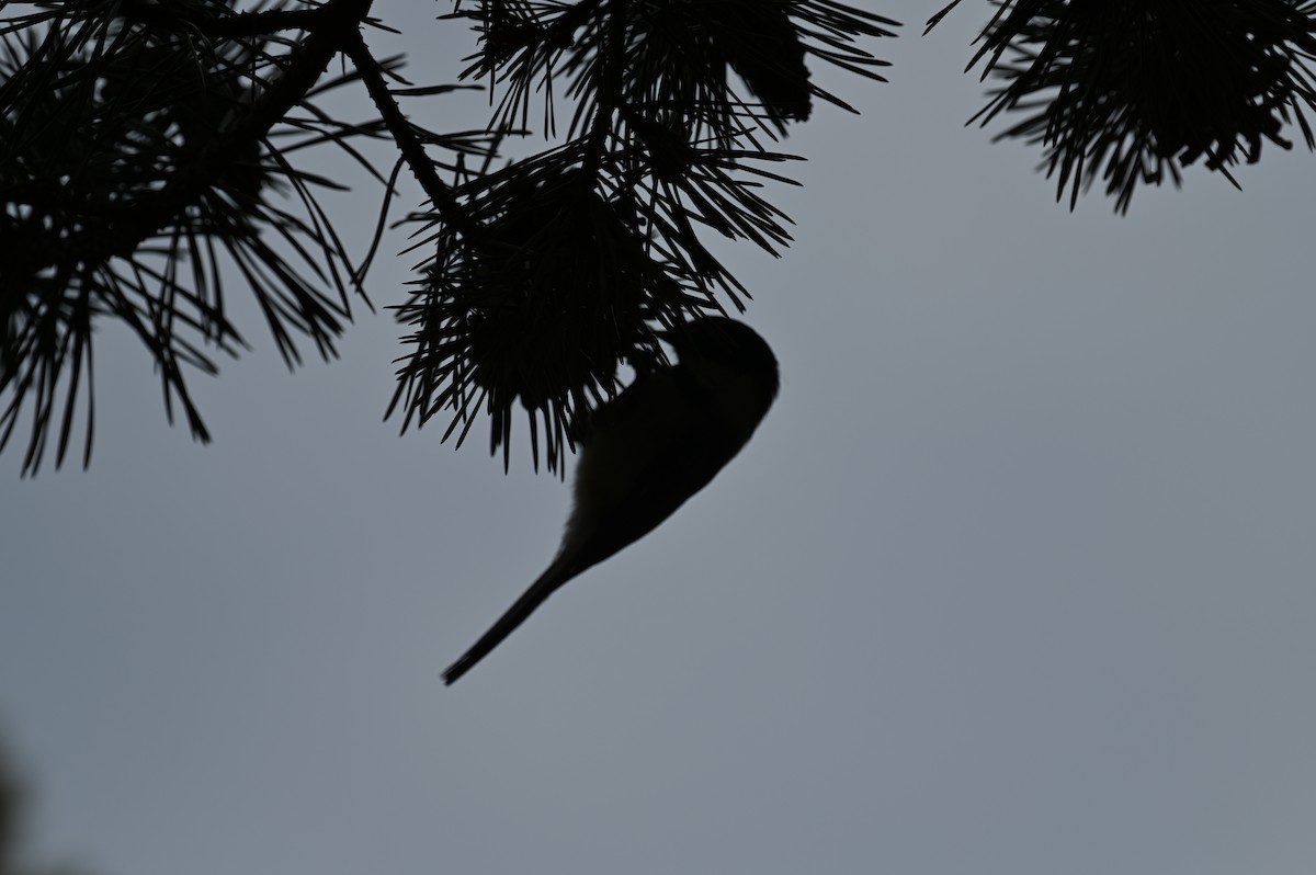 Black-capped Chickadee - ML423013021