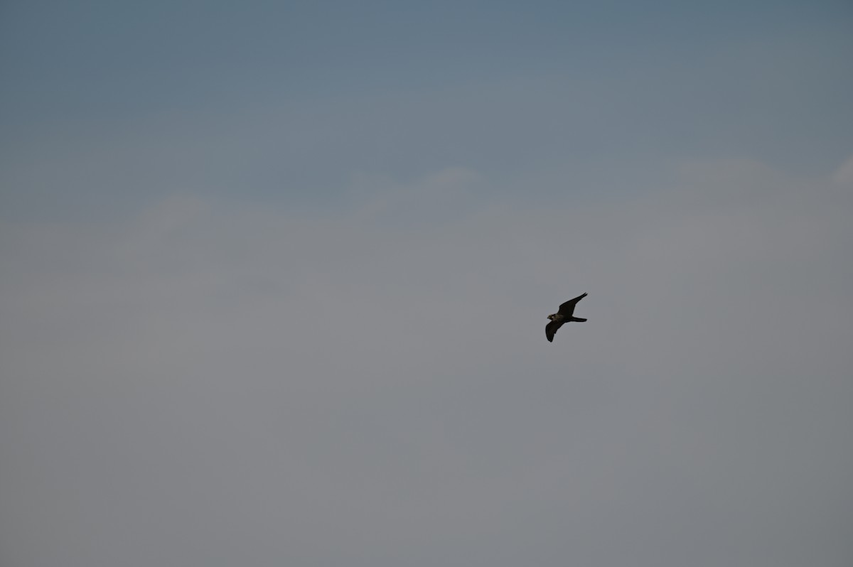 Peregrine Falcon - ML423013081