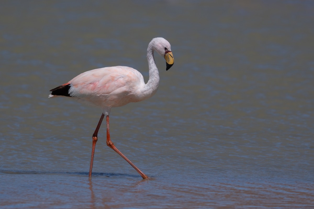 James's Flamingo - ML423013251