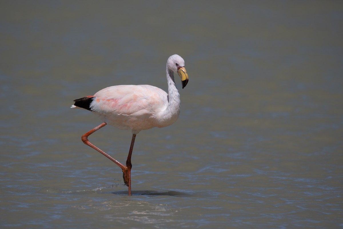 Jamesflamingo - ML423013261