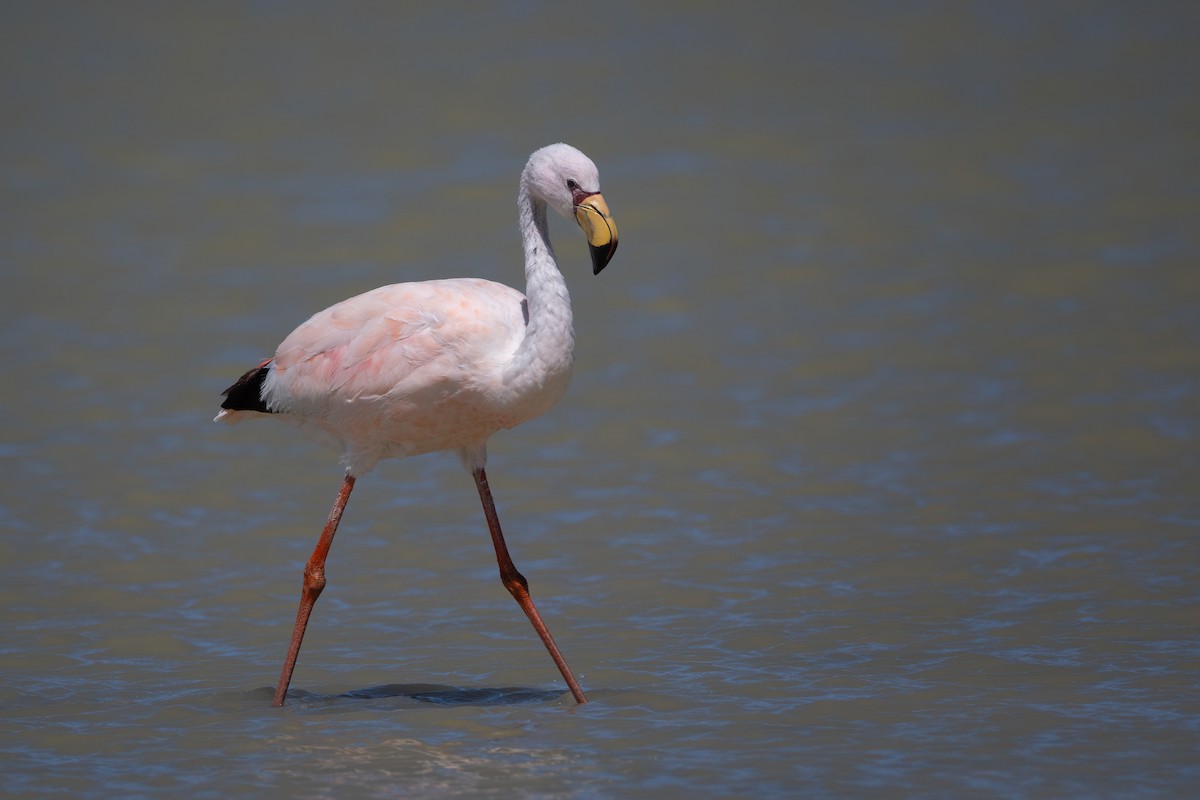 James's Flamingo - ML423013271