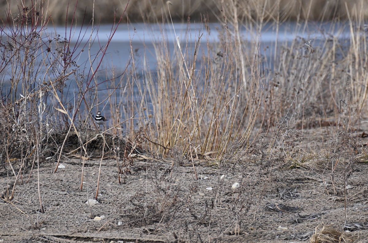 Killdeer - ML423013411