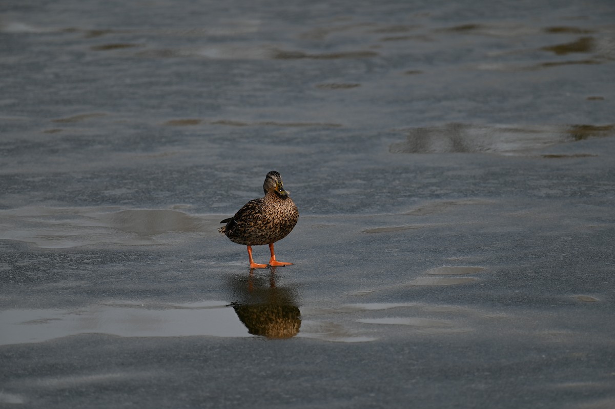 Mallard - ML423013451