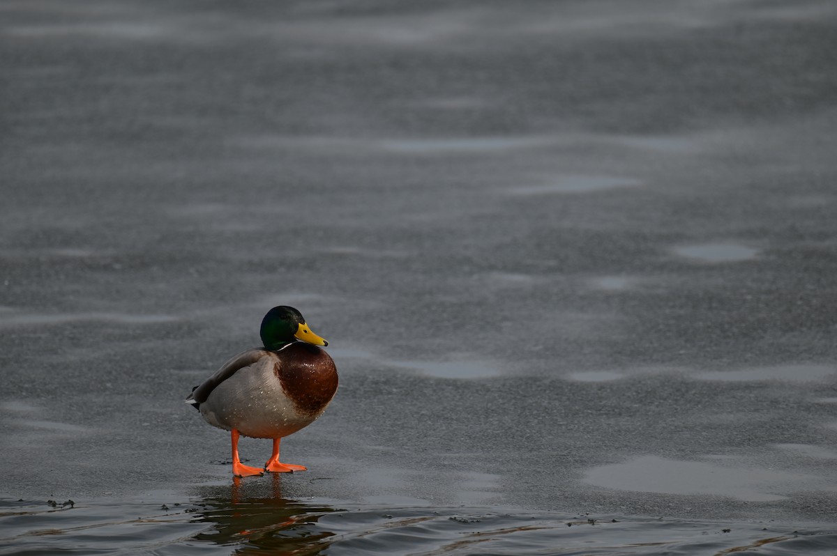 Mallard - ML423013471