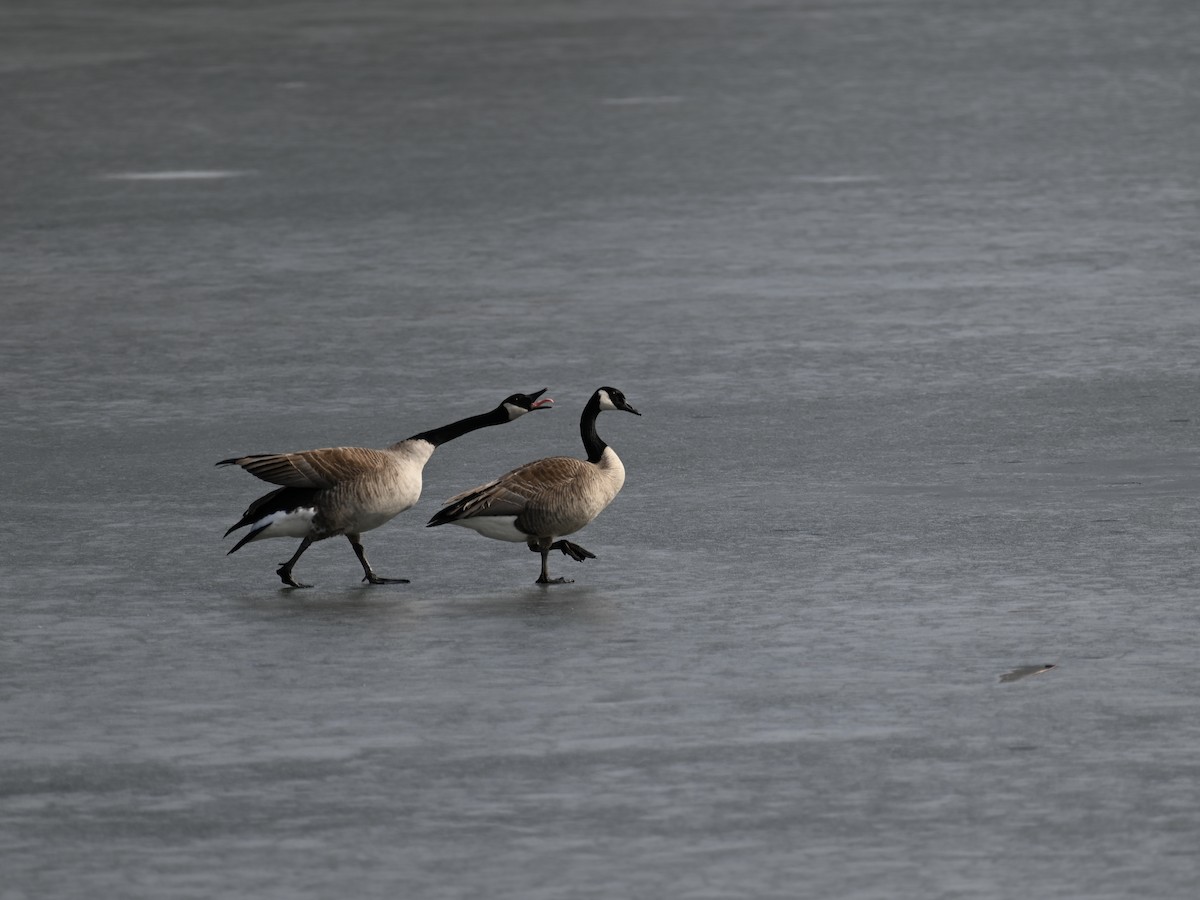 Canada Goose - ML423013481