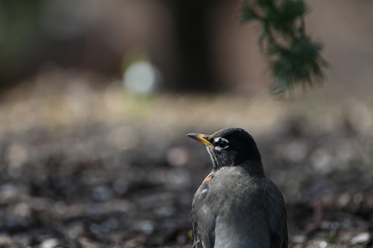 American Robin - ML423013521