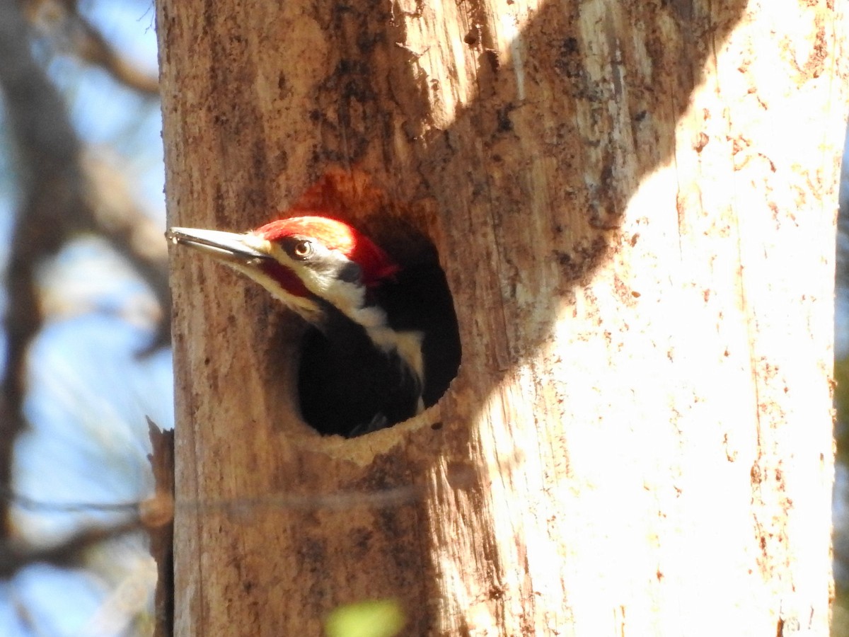 Pileated Woodpecker - ML423013531