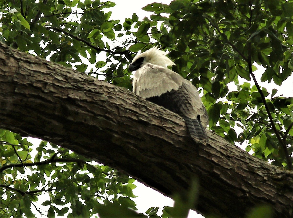 Harpie féroce - ML42301361