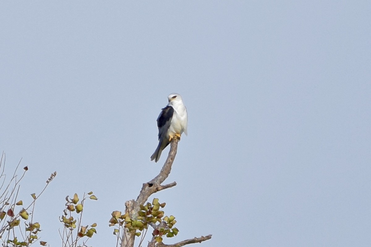 White-tailed Kite - ML42301501