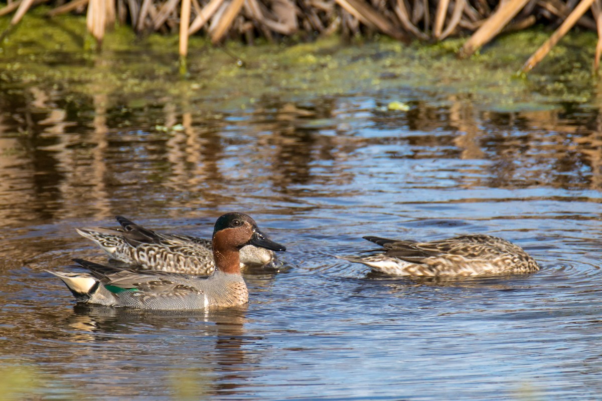 Green-winged Teal - ML42301541