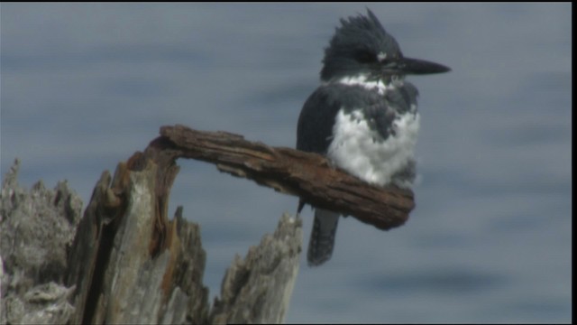 Belted Kingfisher - ML423017