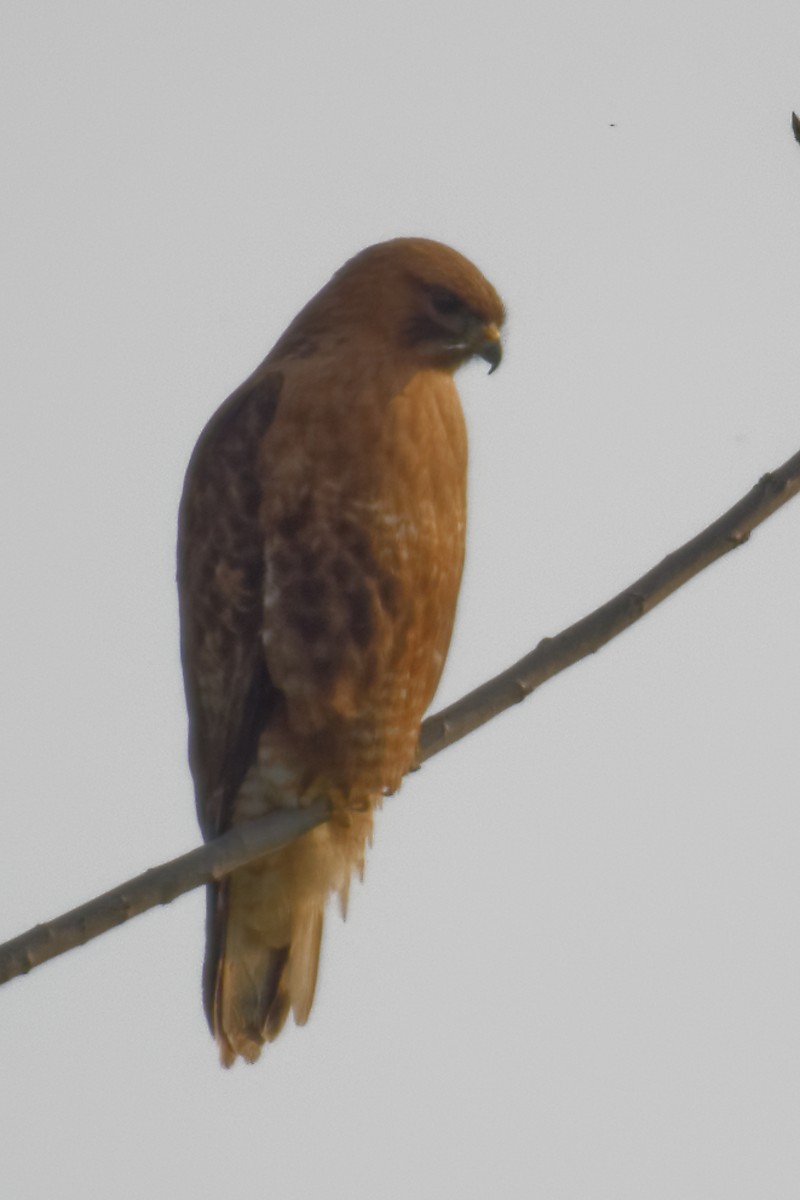 káně lesní - ML423017621