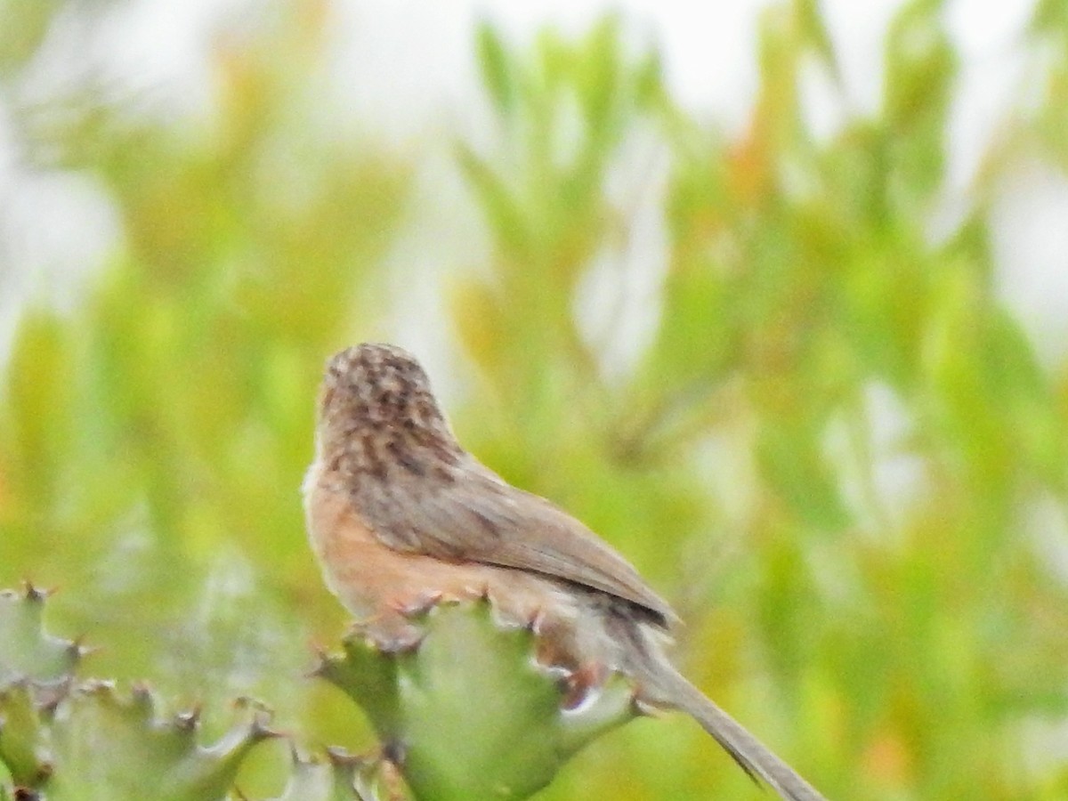 Common Babbler - ML423019271