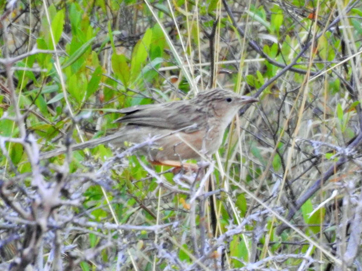 Common Babbler - ML423019291