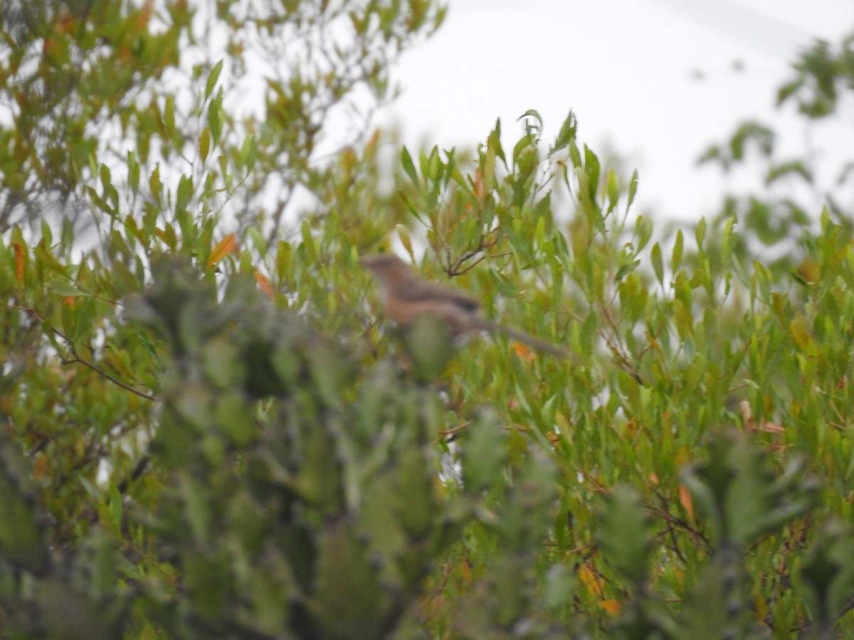 Common Babbler - ML423019321