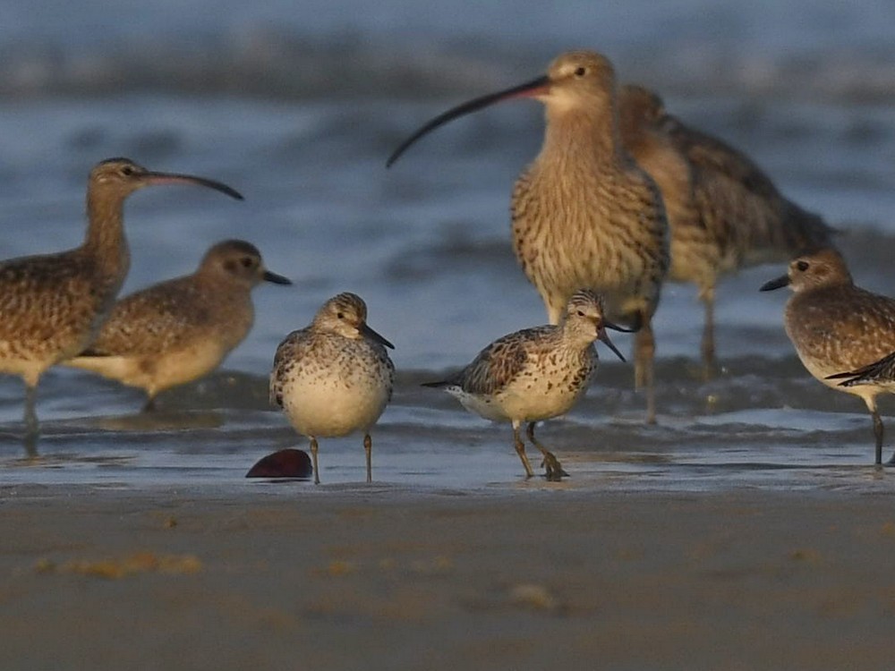 Great Knot - ML423019591