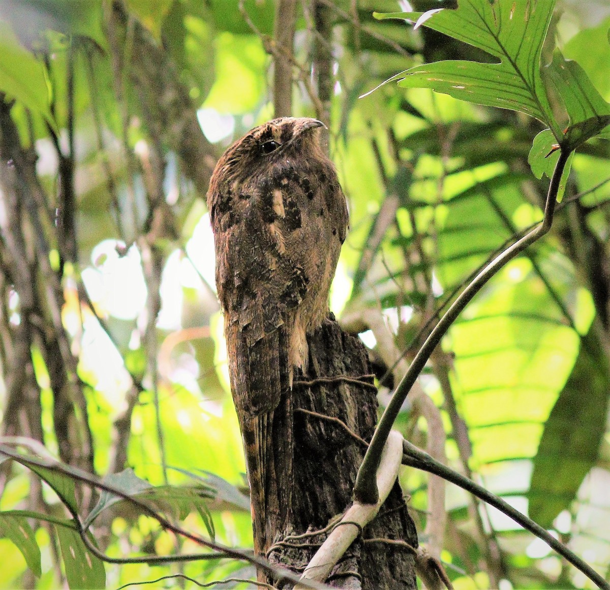 Long-tailed Potoo - ML42301961