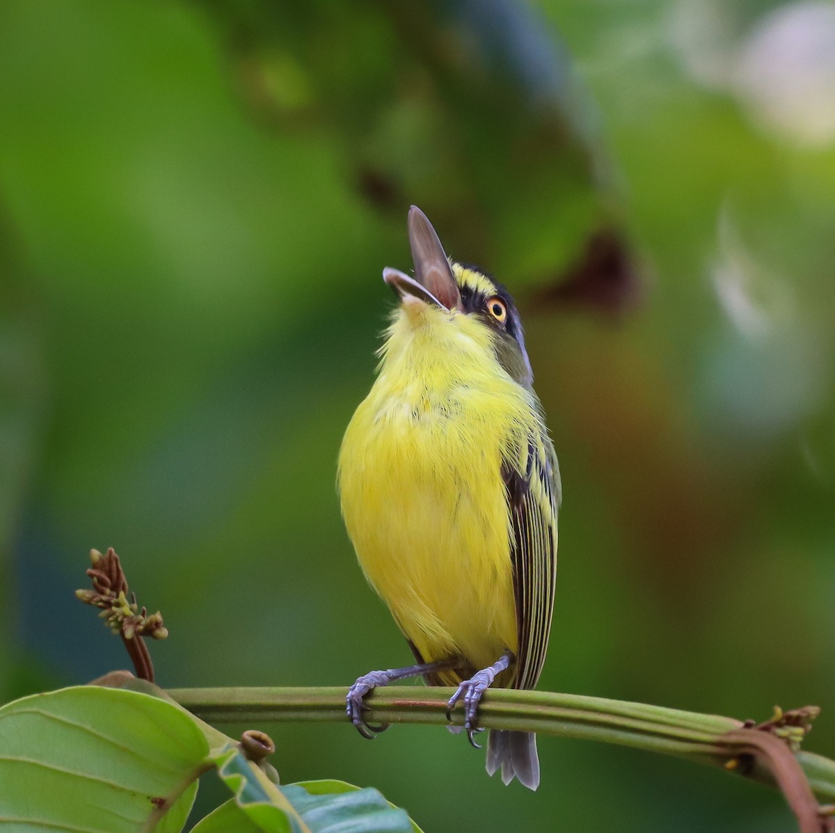 Gray-headed Tody-Flycatcher - ML423019931