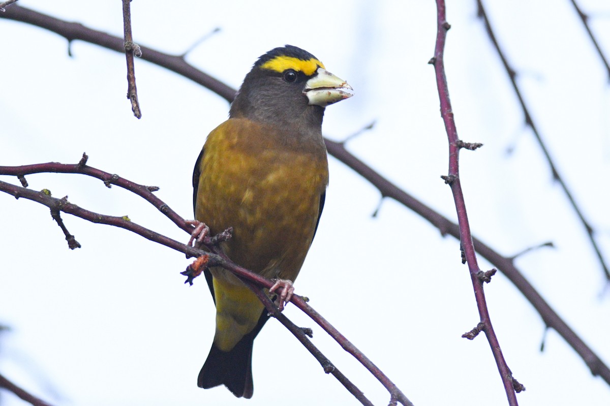 Evening Grosbeak (Sierra Nevada or type 2) - Max Brodie