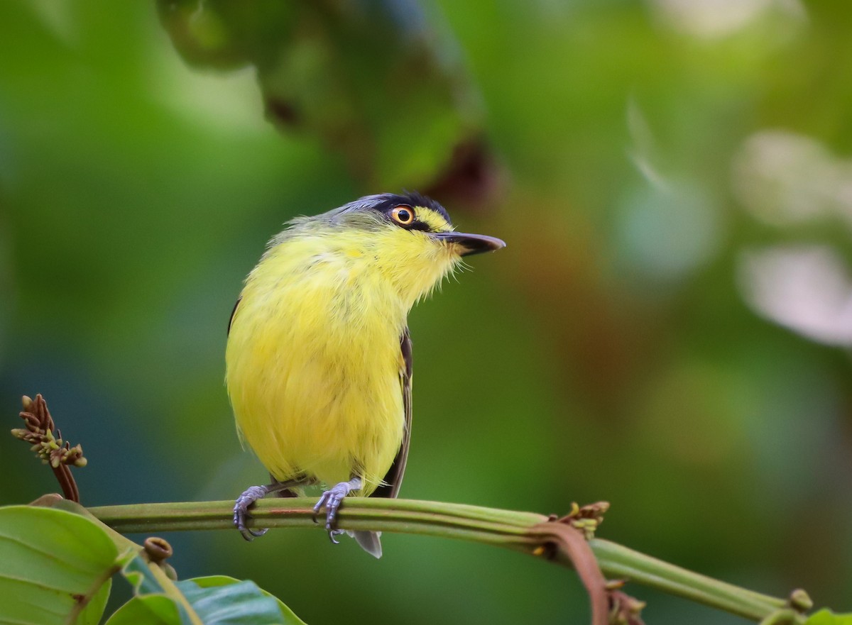 Gray-headed Tody-Flycatcher - ML423020161