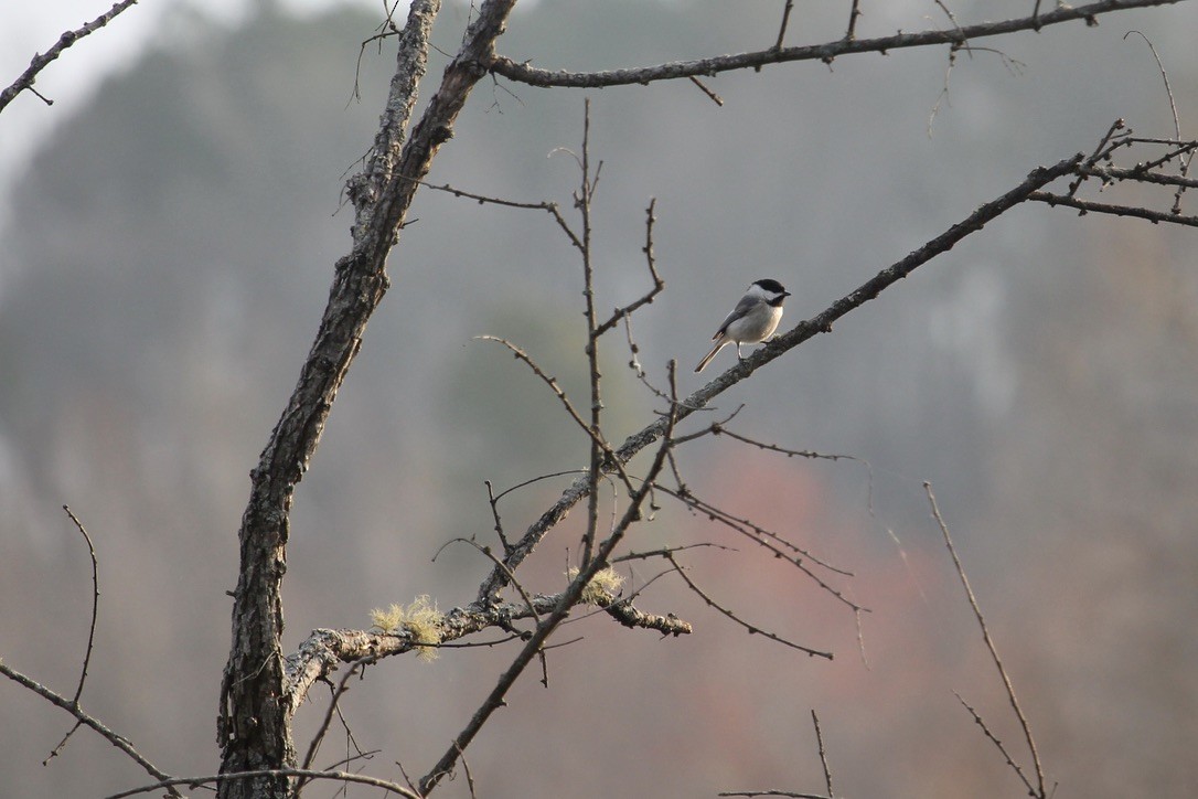 Carolina Chickadee - ML423020671