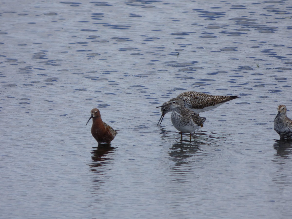 Curlew Sandpiper - Patricia Deventer