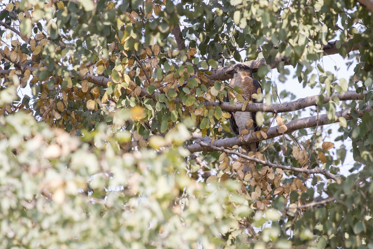 Eurasian Sparrowhawk - ML423021621