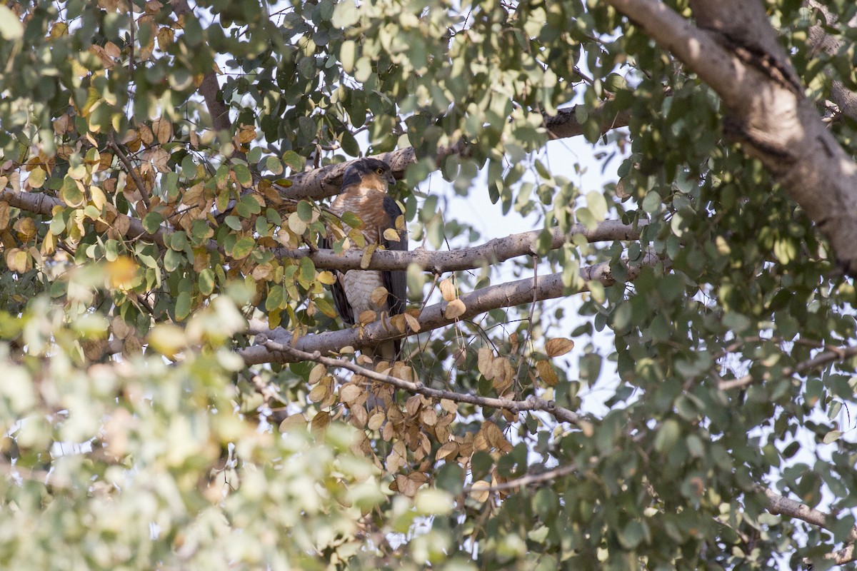 Eurasian Sparrowhawk - ML423021671