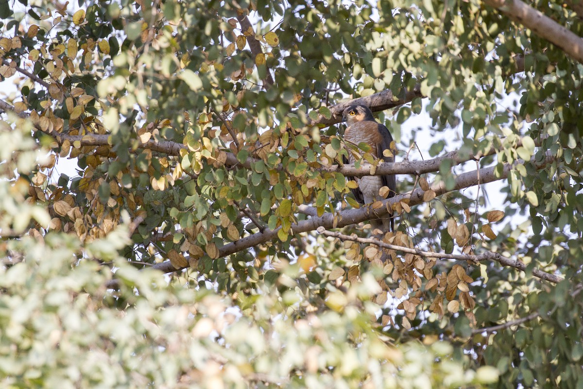 Eurasian Sparrowhawk - ML423021841