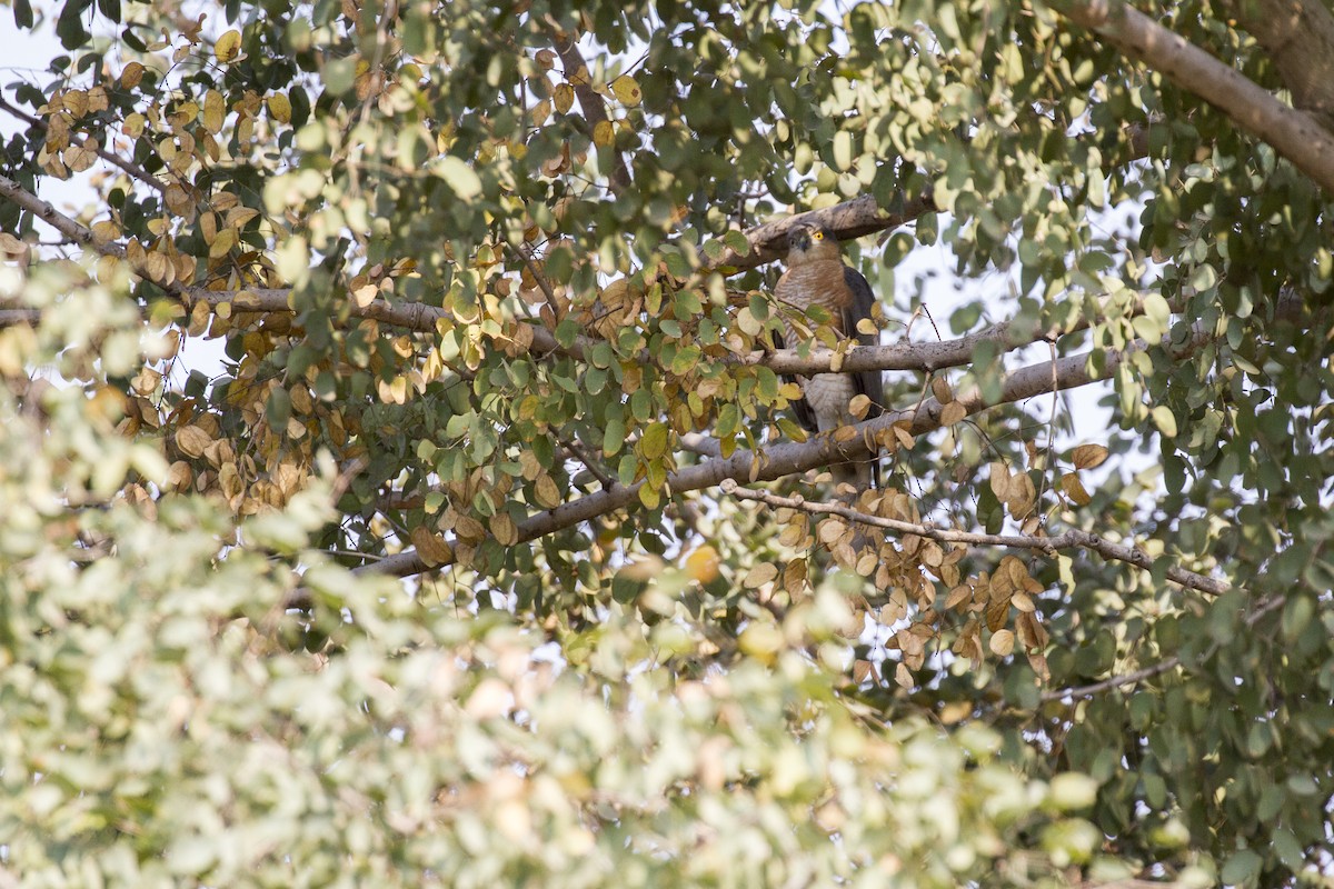 Eurasian Sparrowhawk - ML423021891