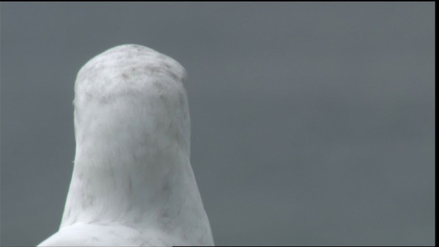 kaliforniasvartbak - ML423022