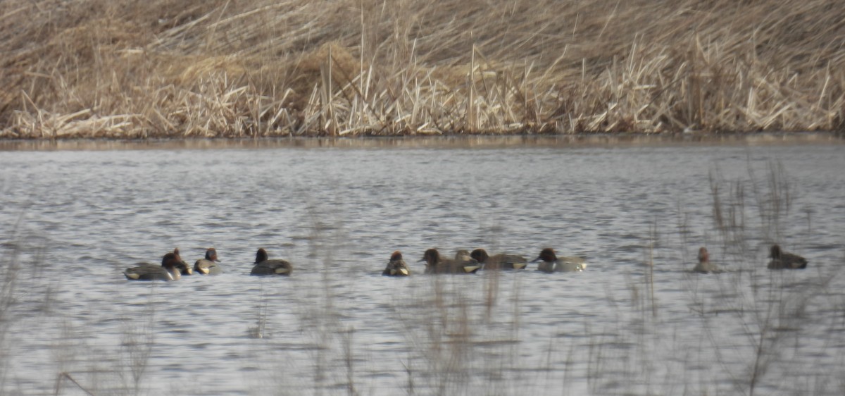 Green-winged Teal - ML423022391