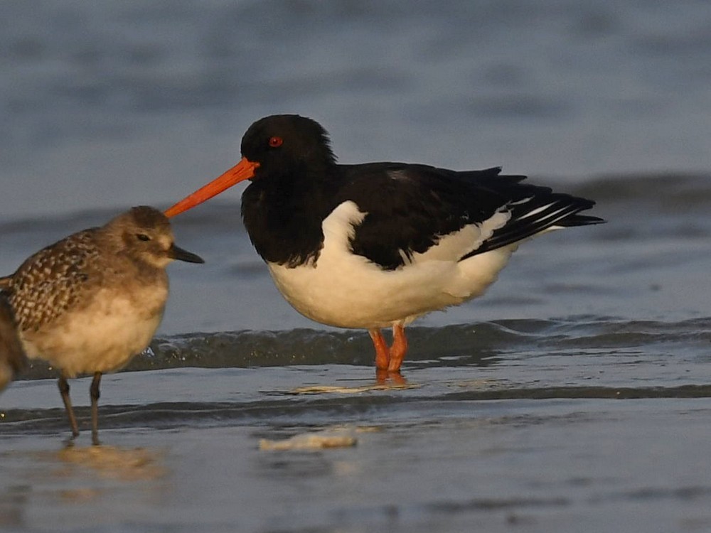 Eurasian Oystercatcher - ML423023511