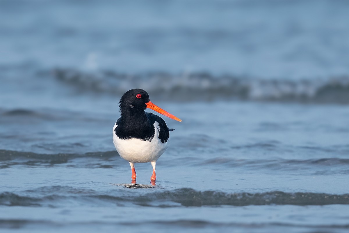 Eurasian Oystercatcher - ML423023961