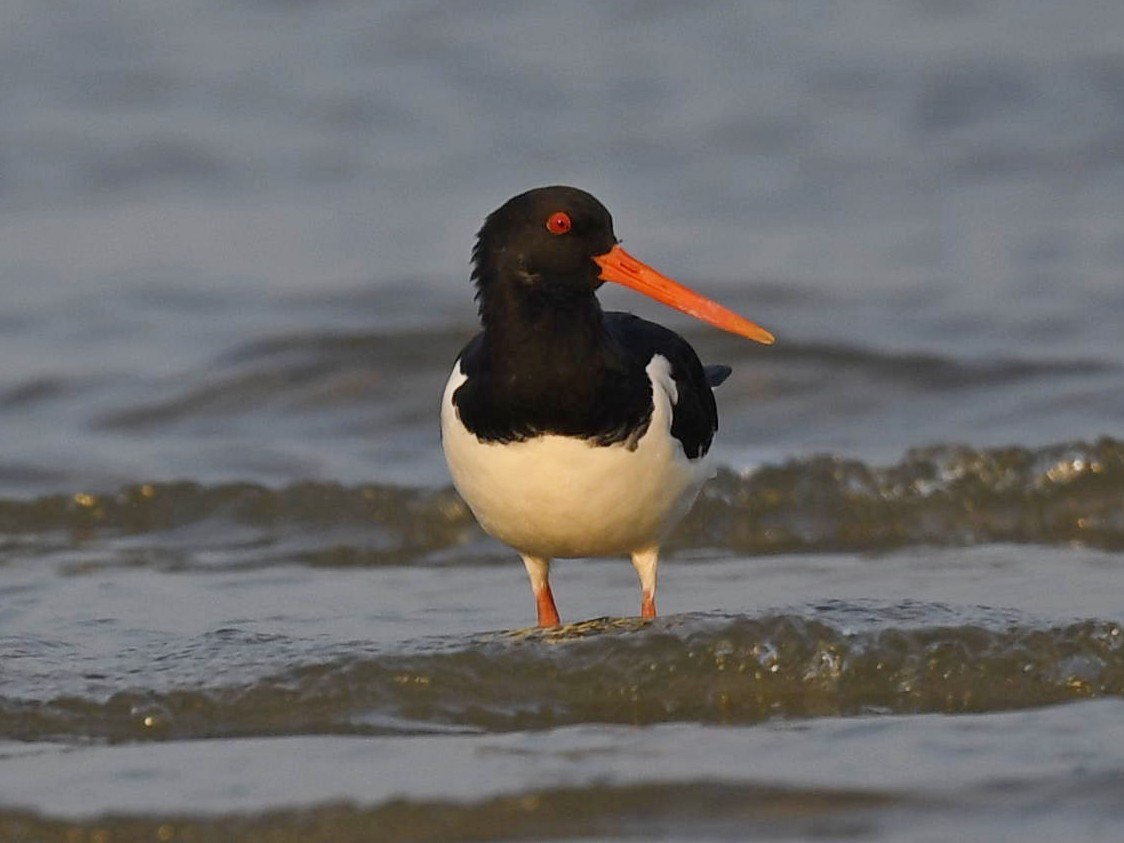 Eurasian Oystercatcher - ML423024821